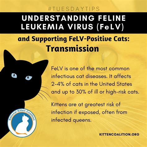 fe lv|Feline Leukemia Virus (FeLV): What you need to know.